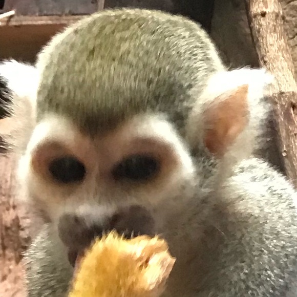 Meet your Posher, Antonio - Picture 1 of 1